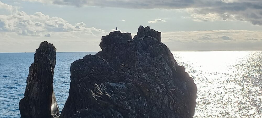 Foto gabbiano sul mare